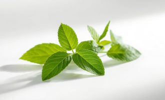 цукрозамінник стевія