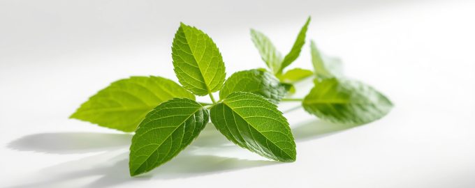 цукрозамінник стевія